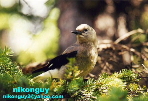 Bird, Moraine Lake