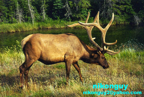 elk, Jasper