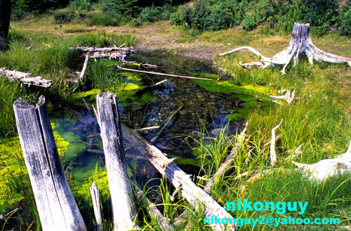 Marsh, Vermilion Lake