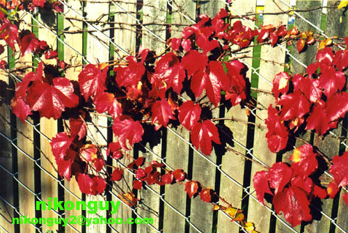 Red Leaves