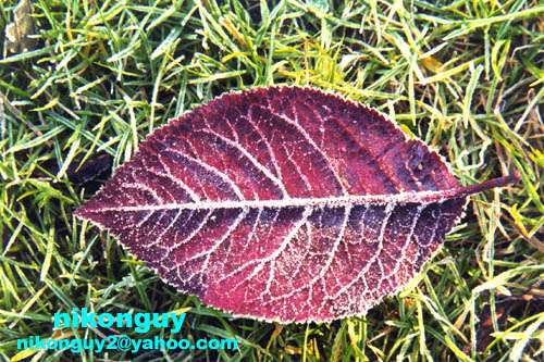 Frozen Red Leaf