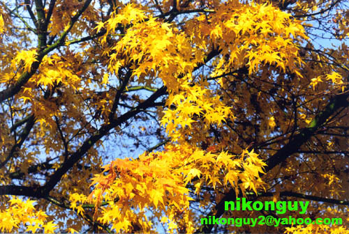 Yellow Leaves